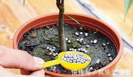 盆土板结怎么办,做好这些,盆土常年松软,盆栽长的旺不黄叶