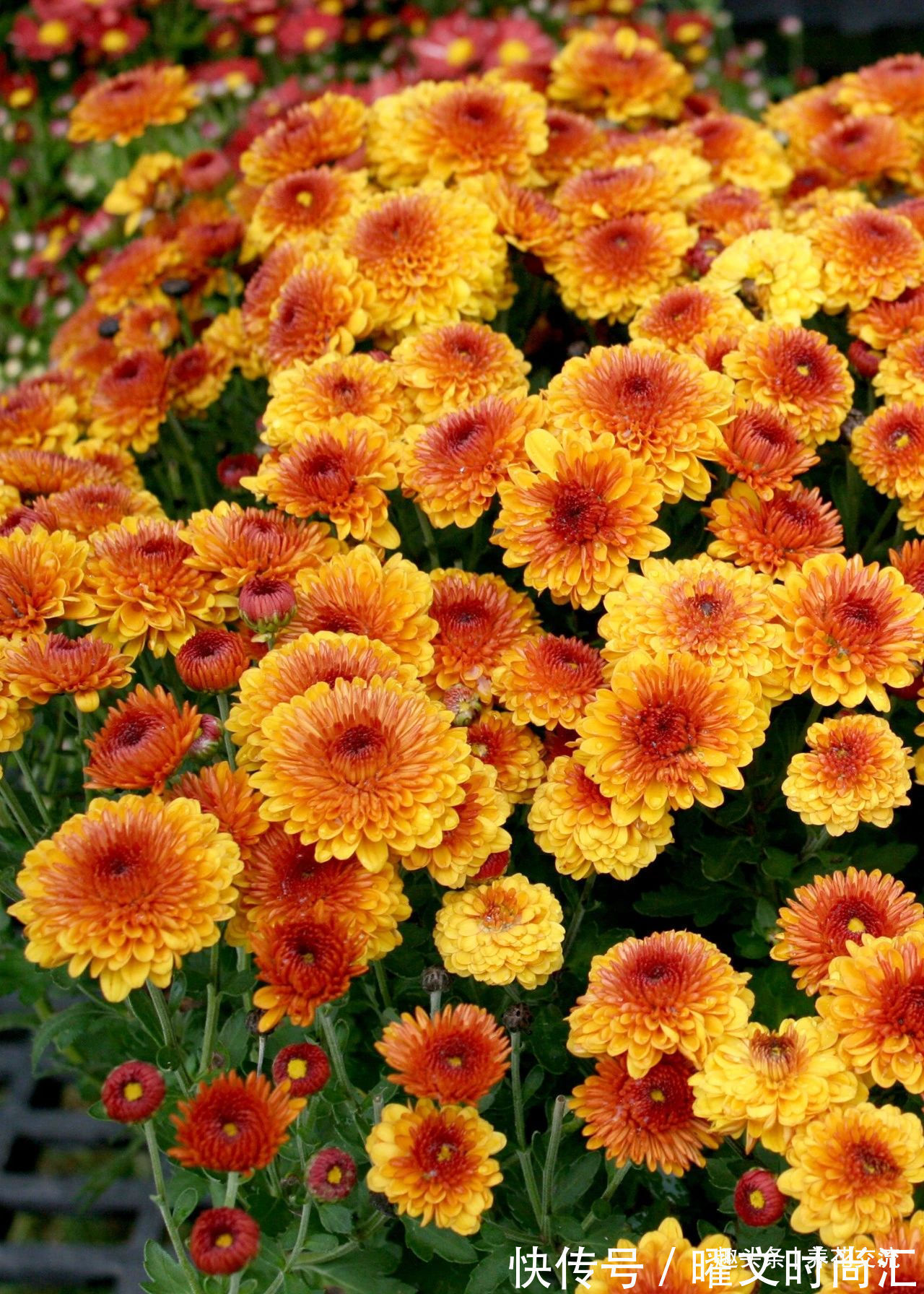 10种适合在秋季购买的盆栽花卉,提前买好,冬春时节持续有花开