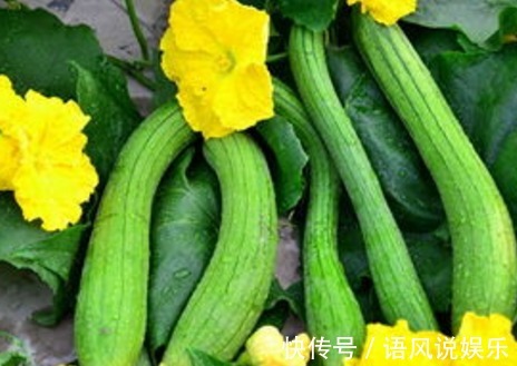 丝瓜|丝瓜和它是天生的“死对头”,不能一起食用,早知早受益