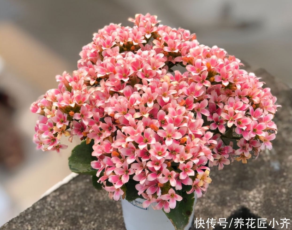 施肥|养长寿花有“5大忌”，新手养不好，关键就在这里