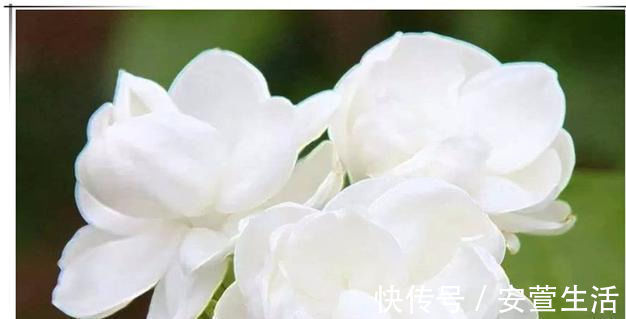 夏天养茉莉花,只要做对1件事,根粗叶绿,花开一茬接一茬