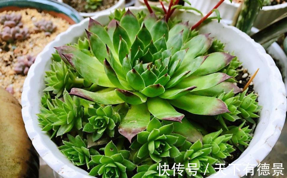 盆栽此款多肉，打理好这些，茎叶长得像莲花，一年四季都在开