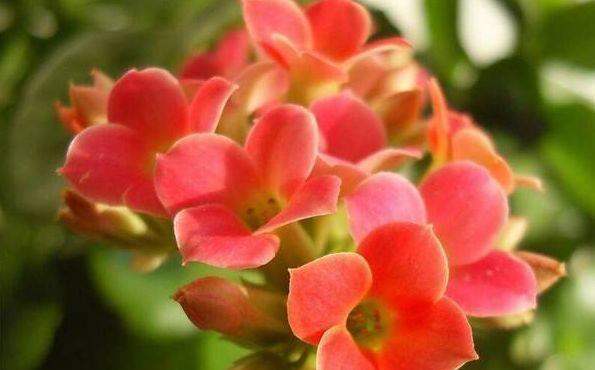 养花就养这几款,花朵小巧玲珑,层层交叠,烂漫迷人眼