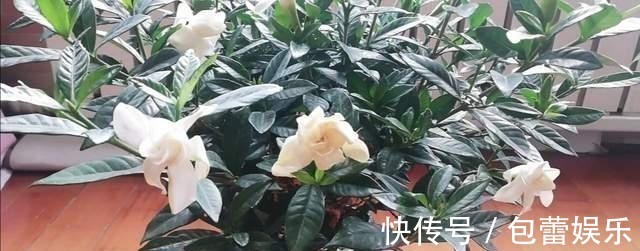 浇水|花都是浇死的，给花浇水有门道，教你这三点，以后养花少走弯路！