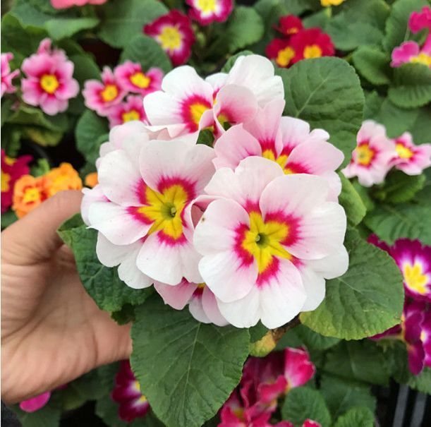 最受欢迎的5种花,花朵娇艳花期长,开花耀眼人人爱,家中必备