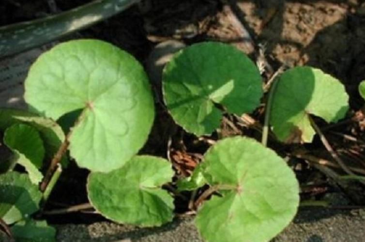 野草|农村此药草号称解毒王，被很多人当是野草，男女老少滋补养身