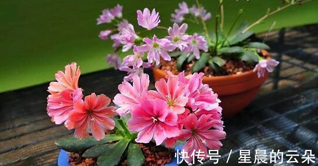 水仙花|养这5种盆栽，0℃都开花，且最后一种花期超长，像假花一样