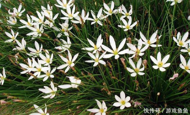 男子10年前随手种下的一棵仙人掌,10年后竟给他带来一笔意外财富