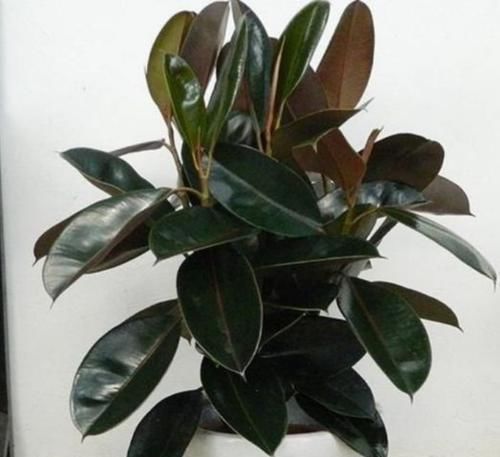 君子兰|有钱人都养3种花，净化空气，还能很好的旺运，财源广进