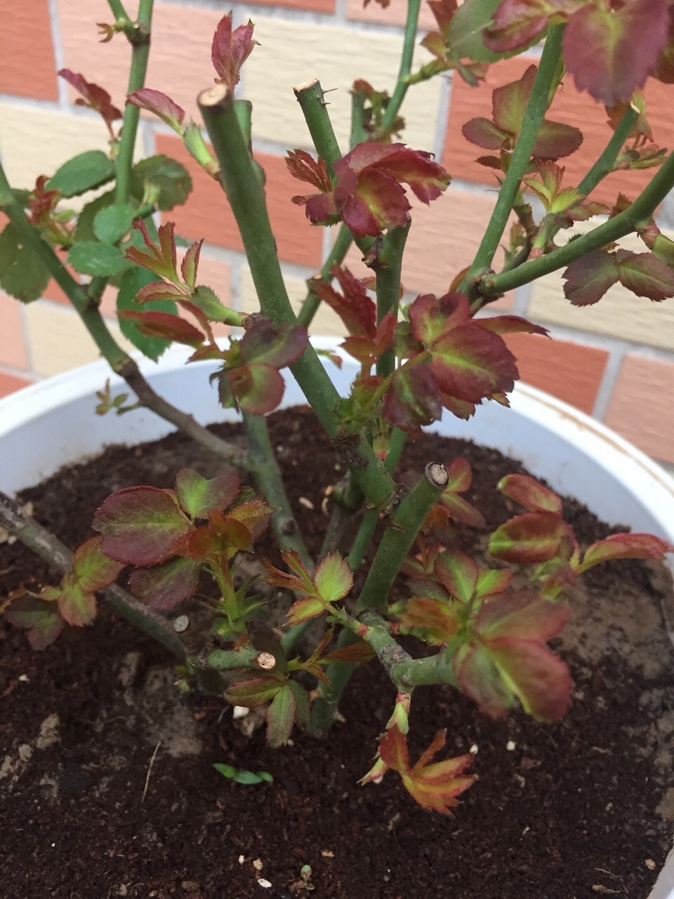 月季|你扔掉的月季、蝴蝶兰，被我捡回来，养了1个月，嗖嗖冒“花芽”