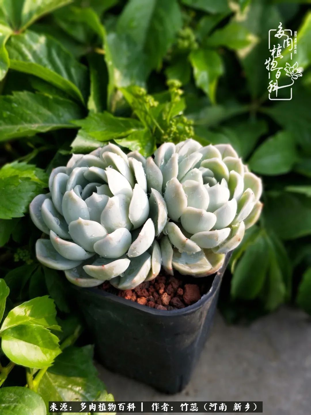 养多肉三周年有感养这么多多肉到底有啥用！