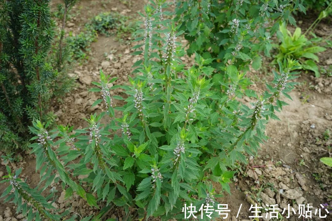 经期|女性身体若是气血淤堵，月经不调频繁，应该怎么调理才好？