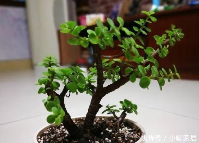 金枝玉叶|4种花，小苗“很便宜”，越养越“值钱”，聪明花友都喜欢