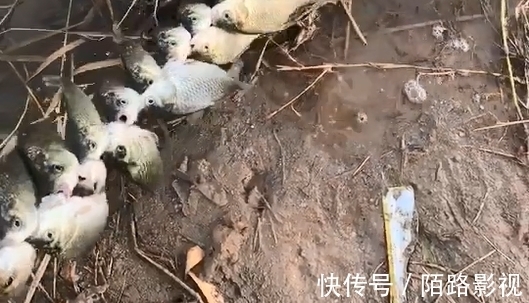 河北一男子钓上十几斤鲫鱼，用绳串在一起拖着走，网友们却怒了