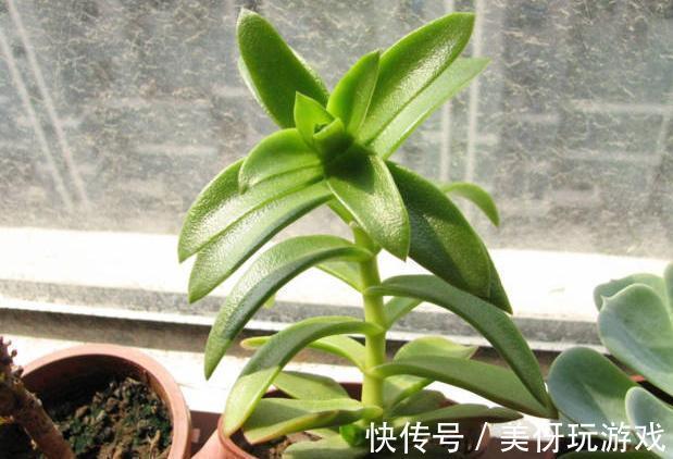 多肉“砍头”有讲究,一共4点,很多人都会忘了第3点