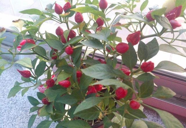 阳台种辣椒,1个油桶用处大!装满肥土,家里辣椒吃到秋天!