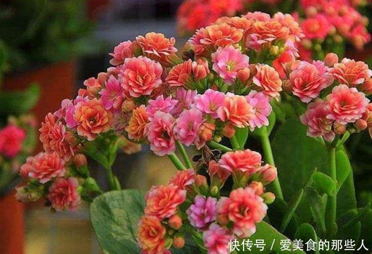 温馨|4种便宜花，阳台养几盆，花开香飘溢满屋，阳台变温馨花园