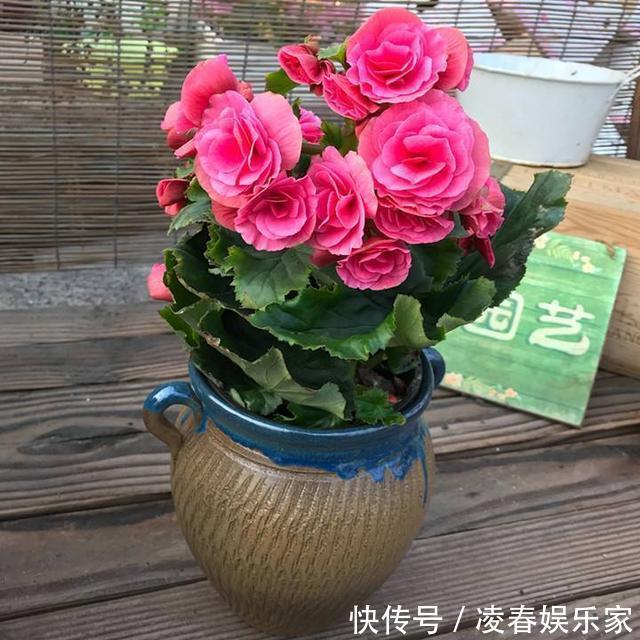 植株|这3种花，夏天不能“瞎浇水”，伤了根救不回来