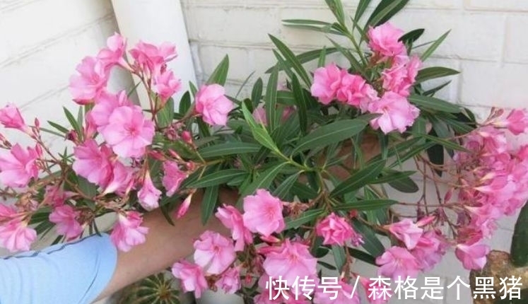 夹竹桃|客厅养这些“幸运花”,寓意好易打理,开花繁盛惹人爱,赞