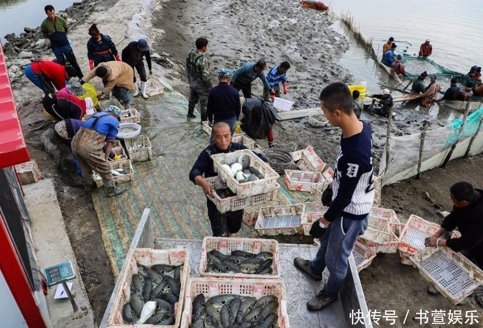 因毒性太強(qiáng)被禁止銷售,至今尚未完全解禁,卻依然有人冒死吃它