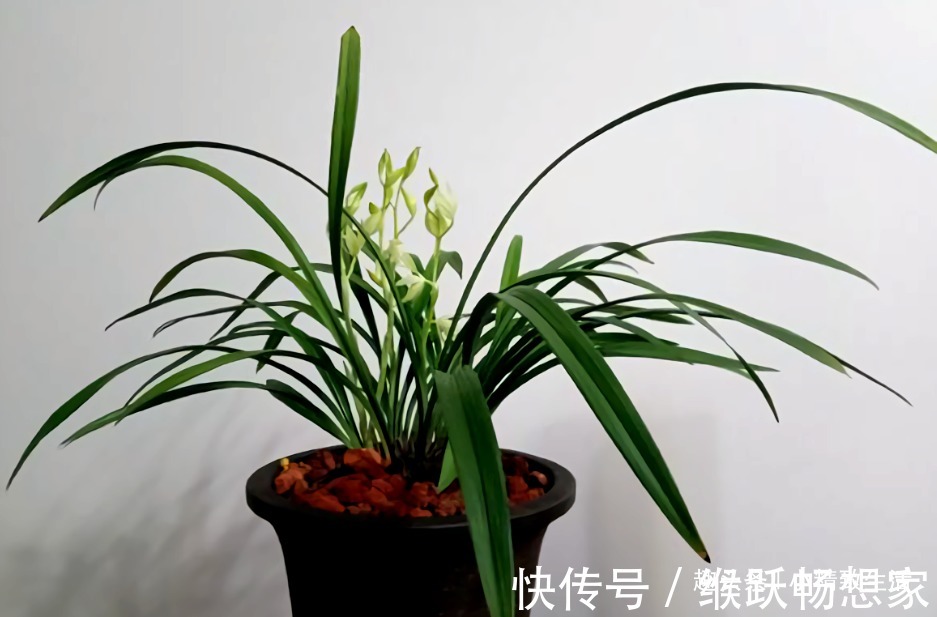 新手养兰花,4个误区别犯,不然好心办坏事,等着收空盆