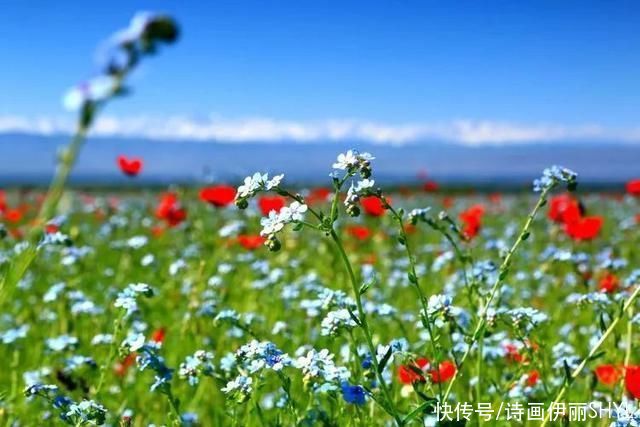 5月伊犁的草原山花烂漫，天山红花无疑是其中最靓丽的一道风景