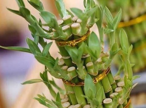 3种花一脸“富贵相”,栽上一盆,八方来财、日子过得年年有余