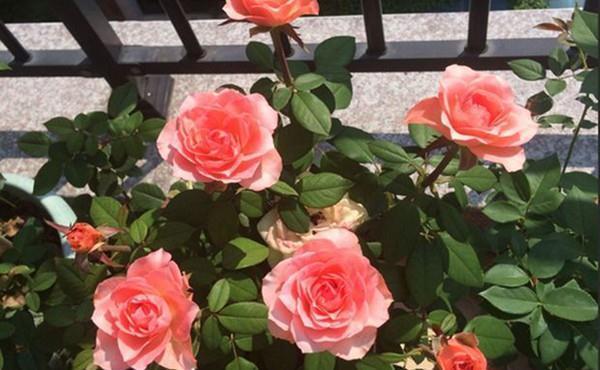 阳台|养花试试这几款,最好挂在阳台上,树枝像瀑布一样垂下