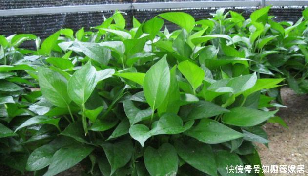 绿萝的叶子被养小了快给它喂点便宜药片,长到不想停