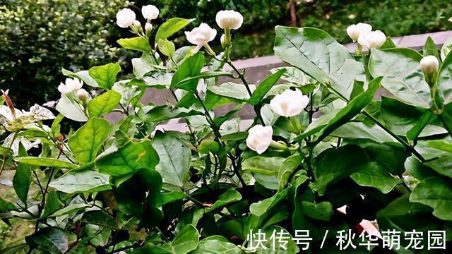 想要茉莉多开花,记住“十二字”口诀,一茬一茬开香花