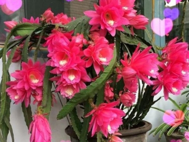 3种花养在家里,花朵硕大,花期长,家中养花首选,美不胜收!