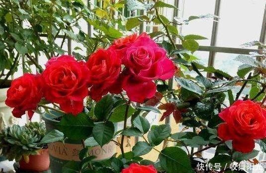 养花捡些“它们”,10年不换盆,土壤不结块,花草呼呼长!