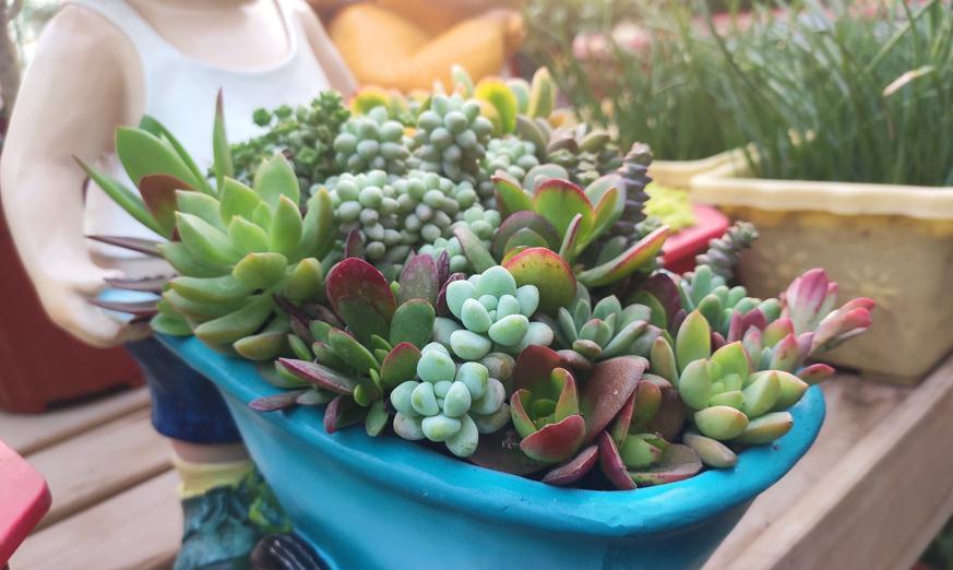 冬天的6种室内盆栽，“懒养”最合适，“勤养”反而容易出问题