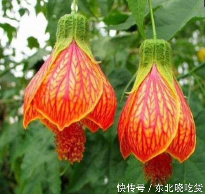 此款花卉,好养易爆盆,养在家里繁花似锦,满屋飘香