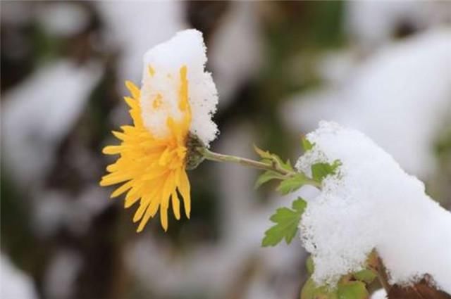  大雪|雪菊三首，冬日菊花，生意在根本，大雪冻不死