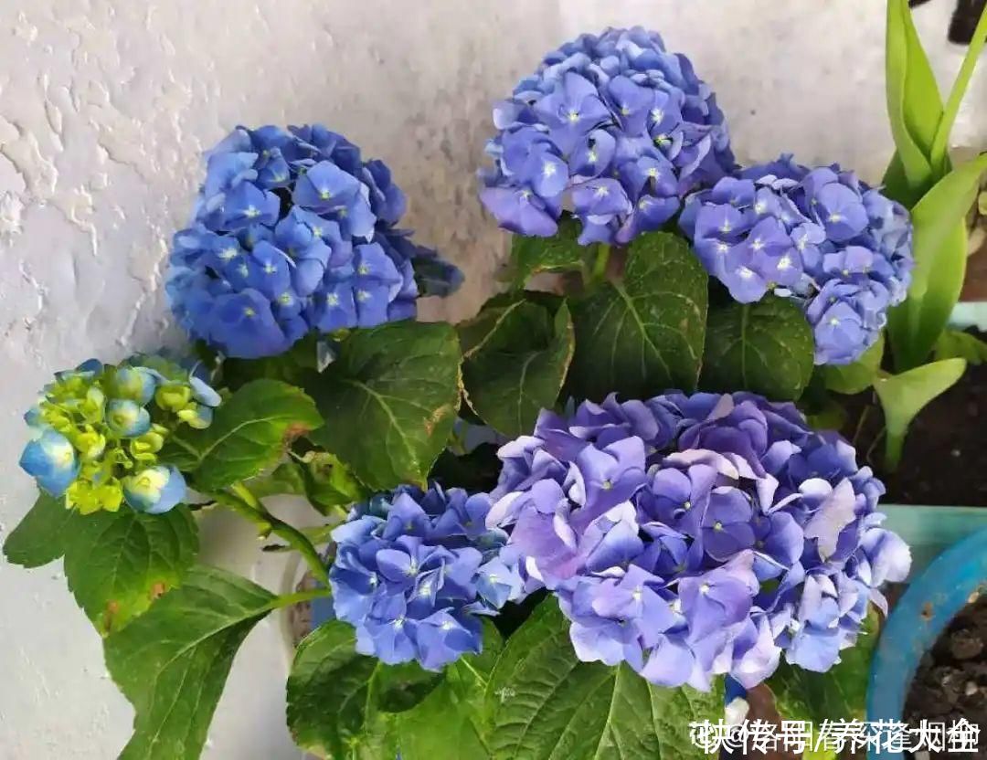 氛围感|养这5种花，实现切花自由，不用别人送