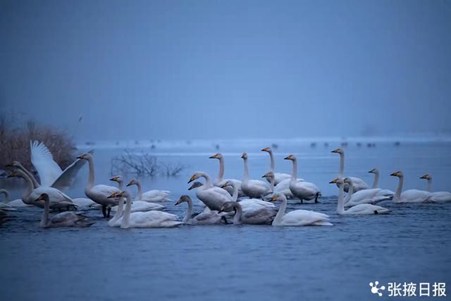 高台湿地|高台湿地大天鹅雪中浪漫起舞湖中游弋