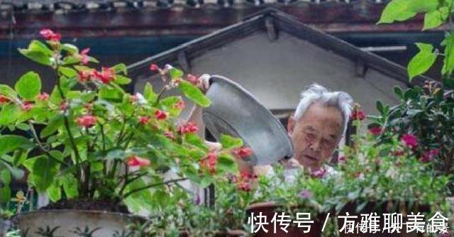 张大爷养花，用“2种水”轮流浇，没想到，1年养出漂亮“小花园”