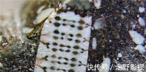 芯片|渔民捡到奇石,镶嵌2.5亿年前“芯片”,史前真的存在高等文明?