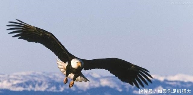人生|人生困境时,多学习这两种动物,争气早日“时来运转”