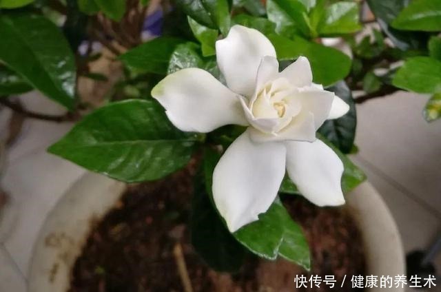 不敢用淘米水了,浇完花就死,土里都是虫!不敢用淘米水了,浇完花就死,土里都是虫!