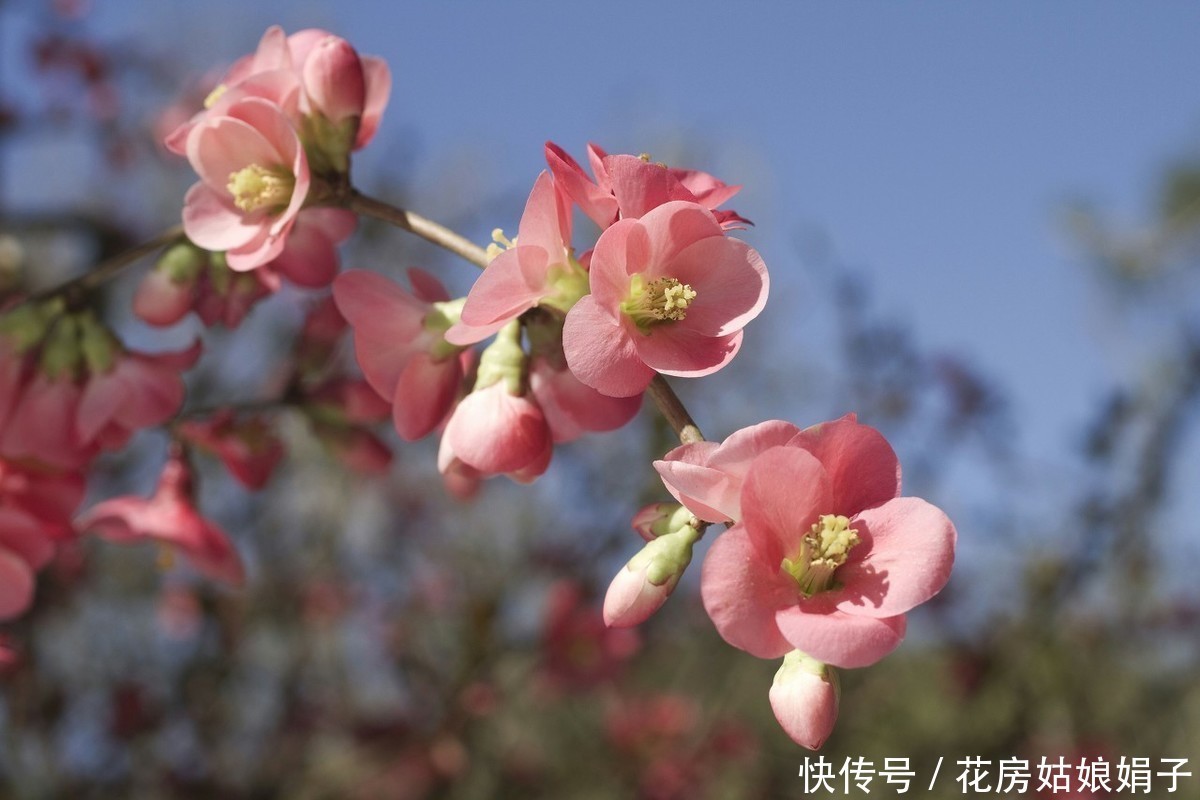 火红的贴梗海棠,种植养护好简单,不用费心管理,开花还多