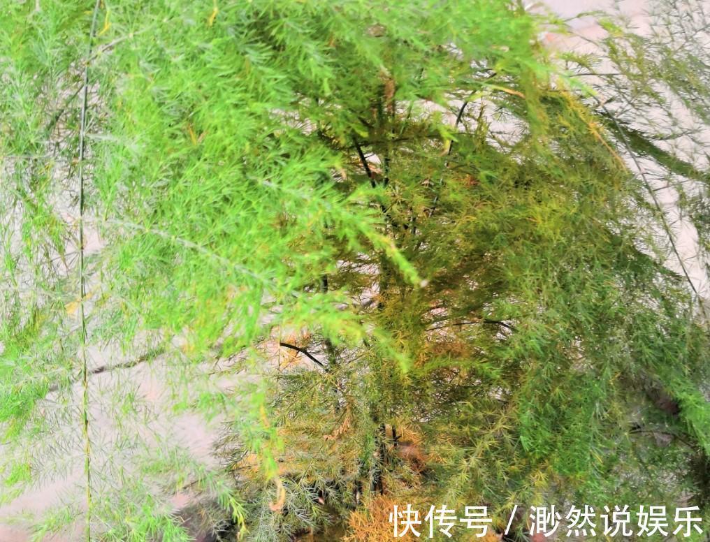 病虫害|文竹发黄了怎么办全部剪掉,就能长出新叶子!