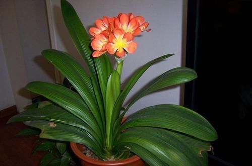 大众花卉|都说君子兰不好养殖,其实误会了君子兰,简简单单就能养好