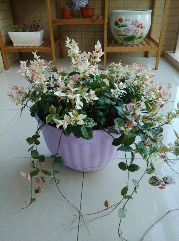 绿萝看腻了,不妨试试养这些花朵,越养越好,一样也爆盆