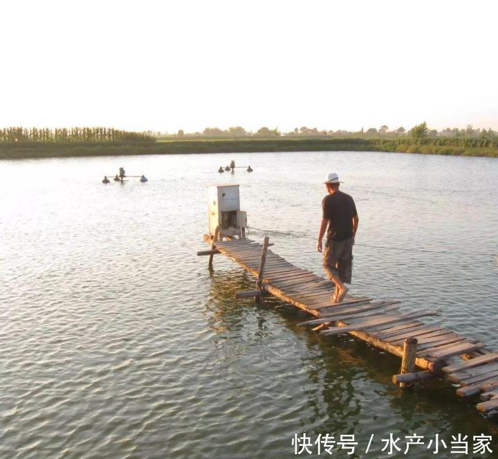 鱼药的正确使用方法，千万不要这样做，会伤整塘鱼！