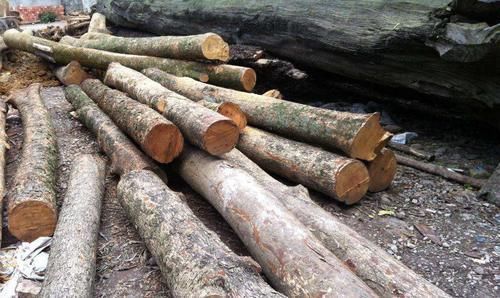 值钱|为什么金丝楠木,比“黄金”还要值钱切开后瞬间就明白了