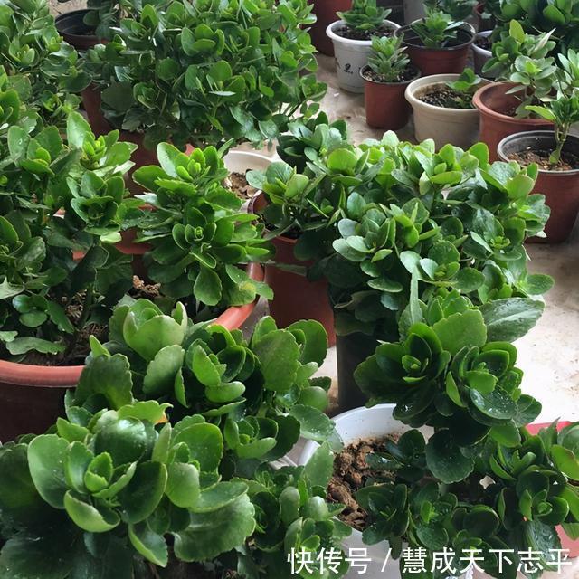 壮观|长寿花“老桩”太难看其实越老越壮观,开成“小花树”