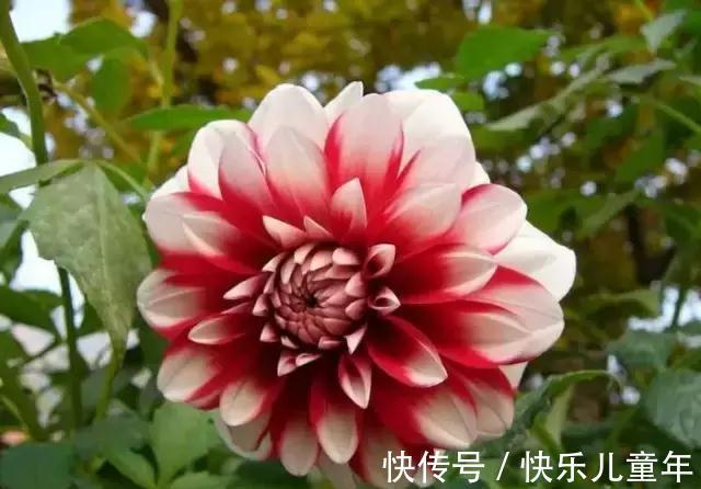 耐寒|花园里最好养的15种多年生植物，非常适合新手，你家有吗