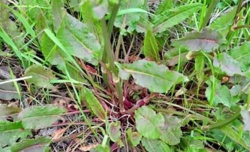 曾是农田一害草,让农民痛恨,如今成高级野菜,爽口酸溜